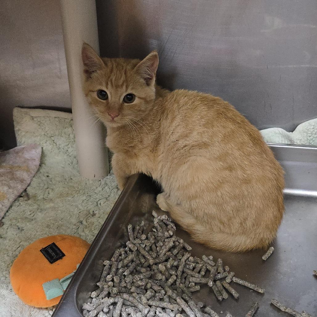 Kimchi 25-1677, Adoptable, Kitten Female Domestic Short Hair.