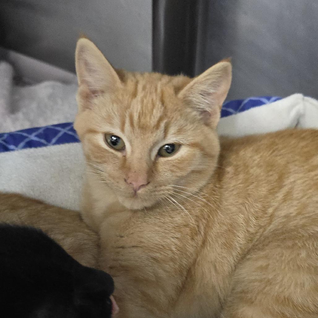 Enlarge Kimchi 25-1677, a Adoptable Domestic Short Hair in Yanceyville, NC image 2/2