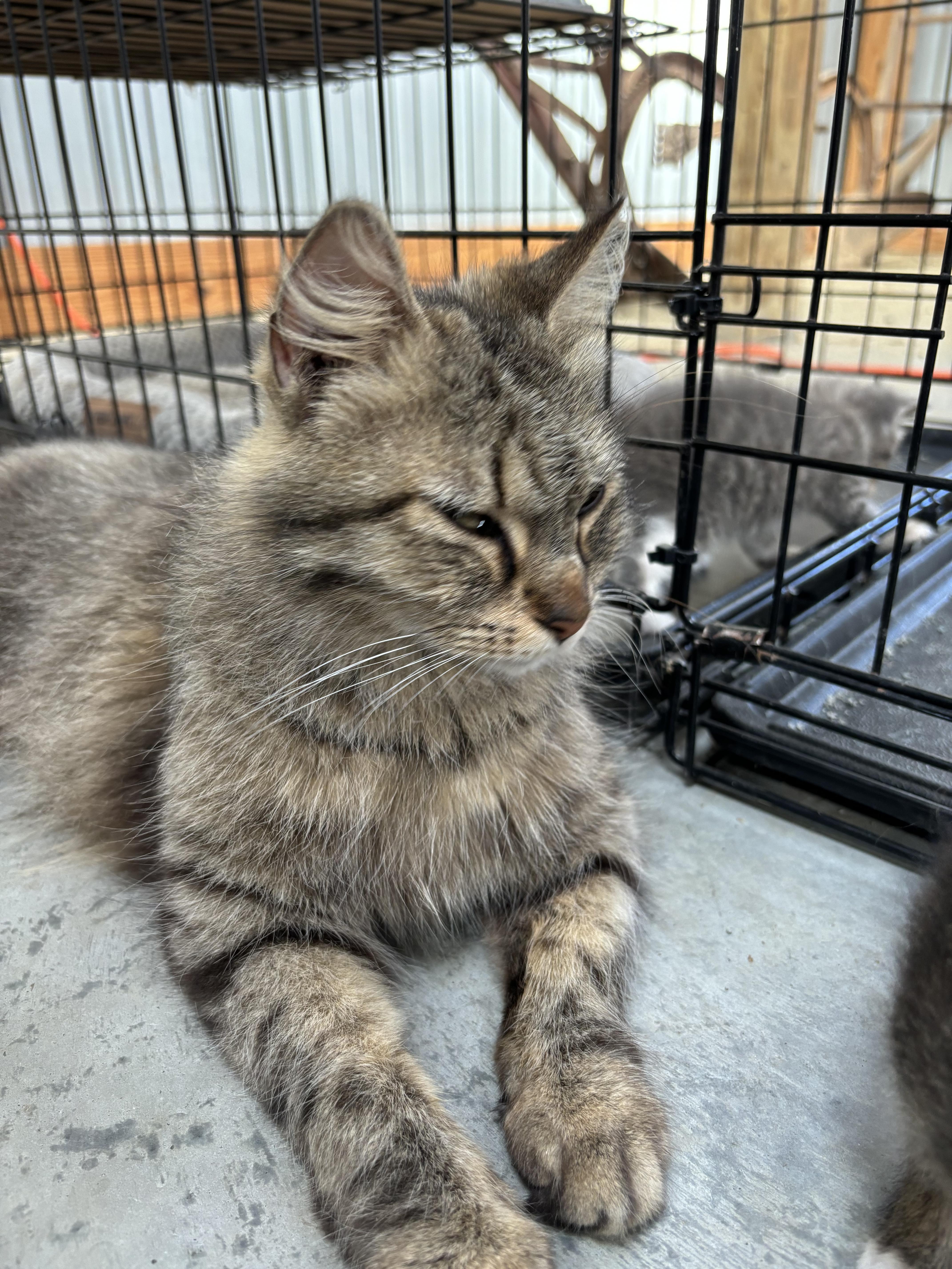 Dandelion, Adopted, Adult Female Domestic Long Hair.