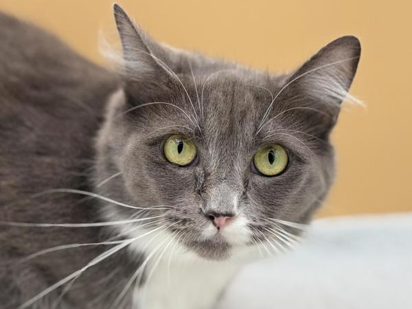 Herjo, Adoptable, Adult Female Domestic Medium Hair.
