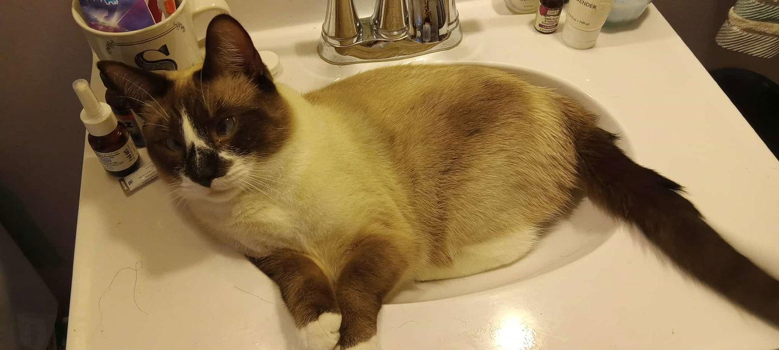 Tommy, Adoptable, Adult Male Snowshoe.