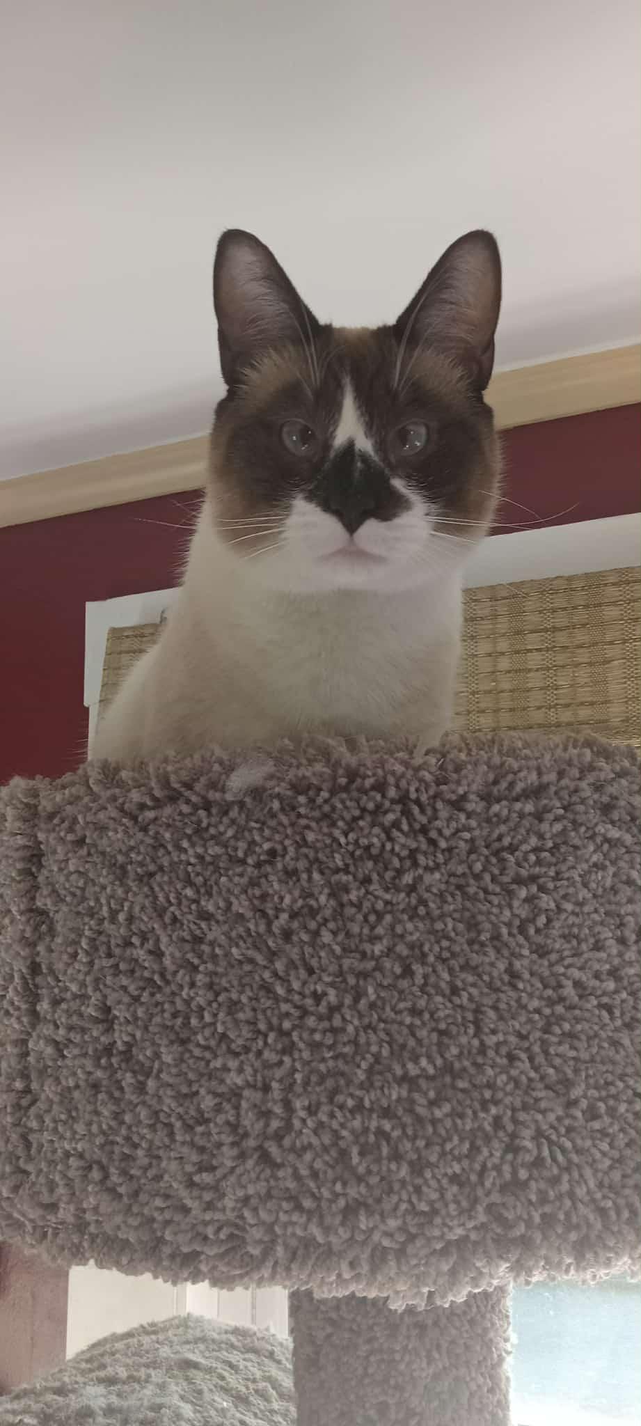 Tommy, a Adoptable Snowshoe in Croydon, NH image 3/3