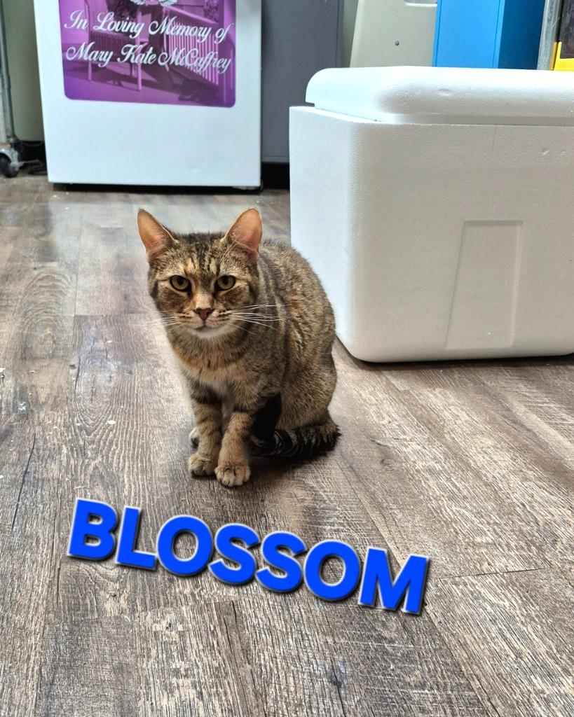 Enlarge Blossom, a Adoptable mixed breed in Rome, GA image 1/1