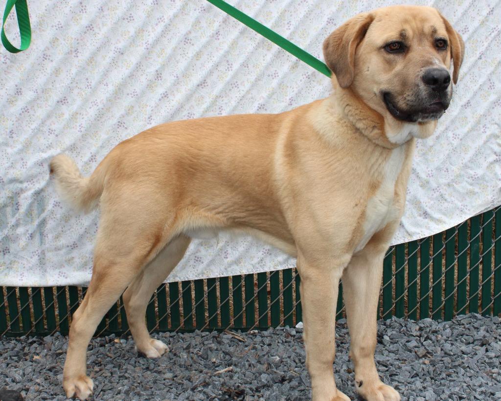 Enlarge Rocky, a Adoptable mixed breed in Mount Gilead, NC image 1/5