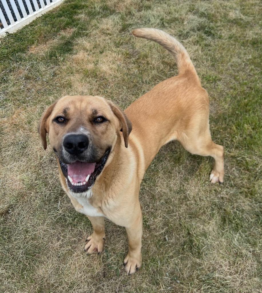 Enlarge Rocky, a Adoptable mixed breed in Mount Gilead, NC image 2/6