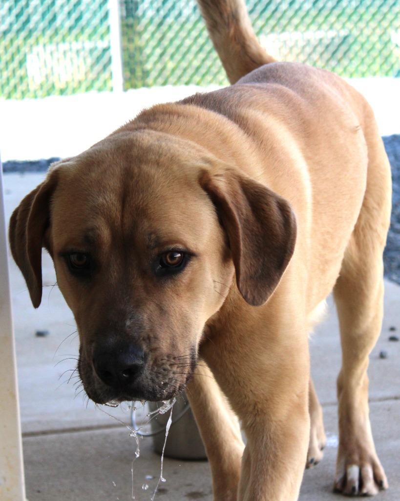 Enlarge Rocky, a Adoptable mixed breed in Mount Gilead, NC image 2/5