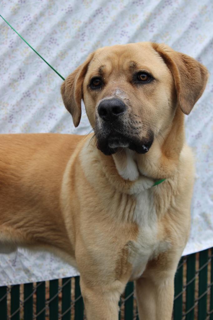 Enlarge Rocky, a Adoptable mixed breed in Mount Gilead, NC image 3/5