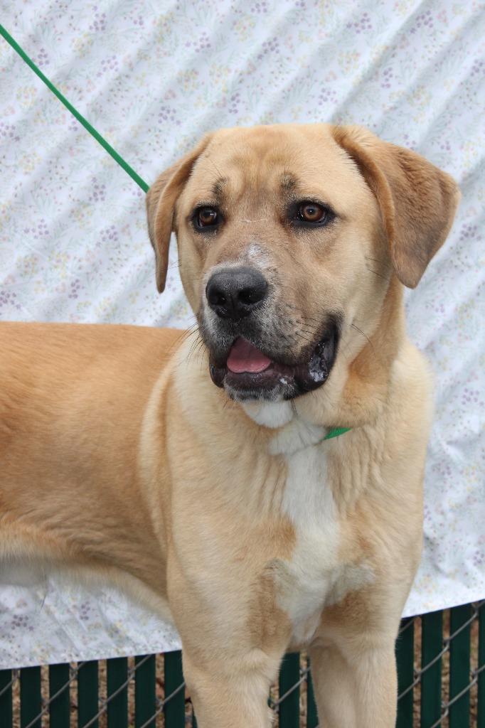 Enlarge Rocky, a Adoptable mixed breed in Mount Gilead, NC image 4/5
