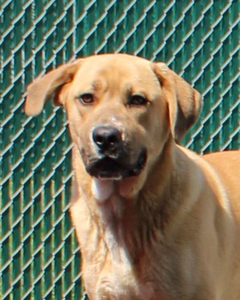 Enlarge Rocky, a Adoptable mixed breed in Mount Gilead, NC image 5/5
