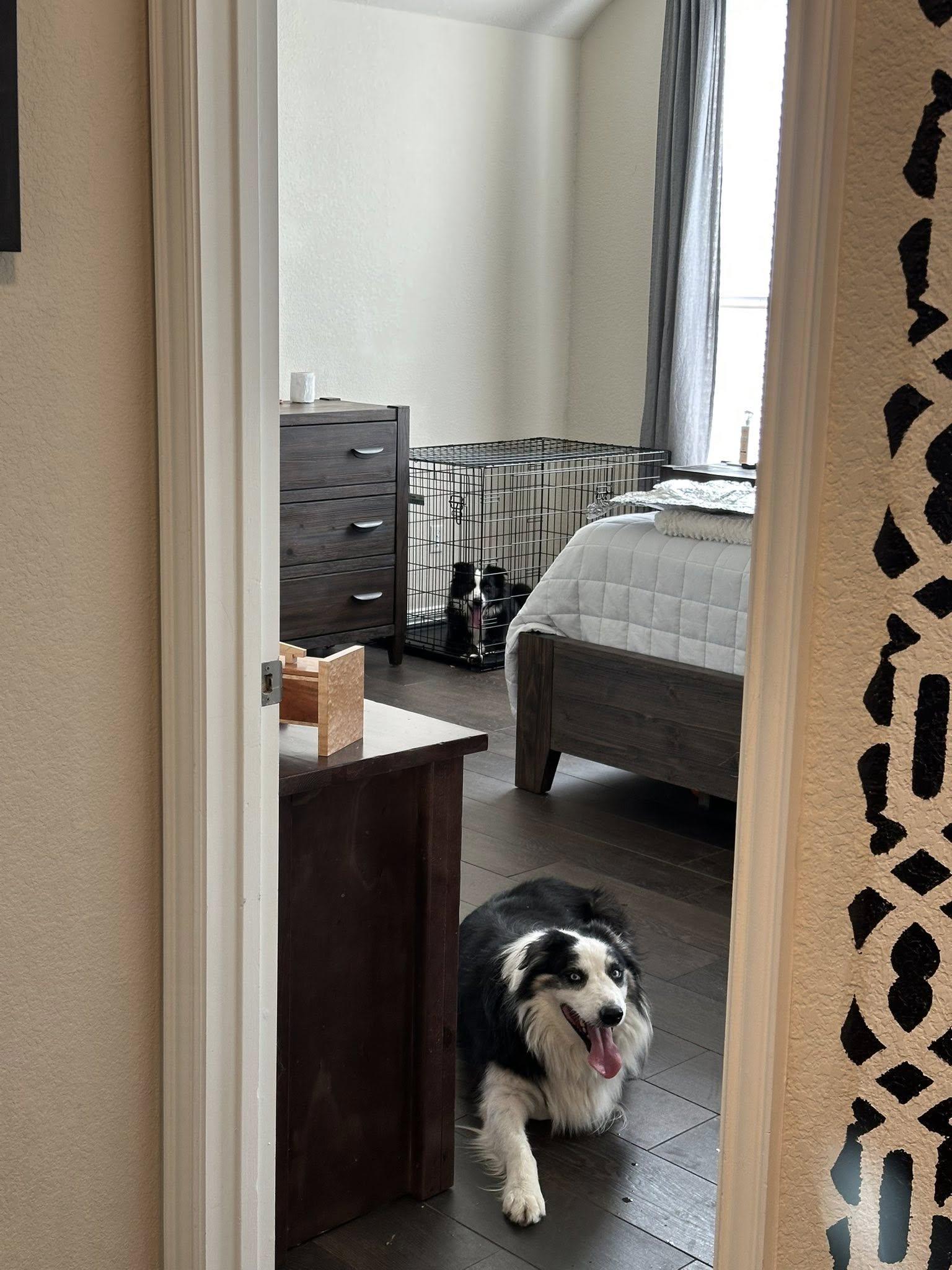 ARPH #14646 - Mick, a Adoptable Australian Shepherd in Bryan, TX image 1/3