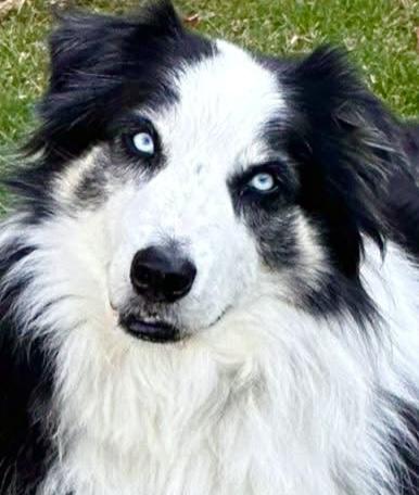 ARPH #14646 - Mick, Adoptable, Adult Male Australian Shepherd.