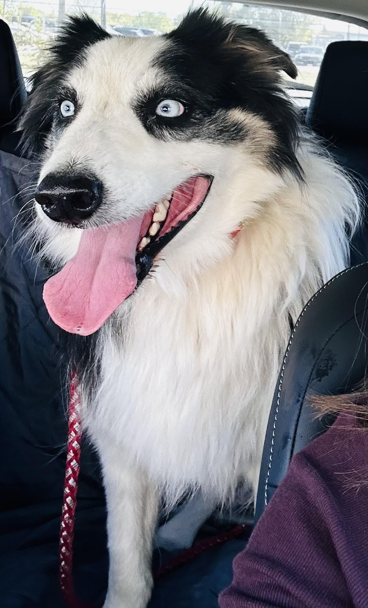 Enlarge ARPH #14646 - Mick, a Adoptable Australian Shepherd in North Richland Hills, TX image 5/5