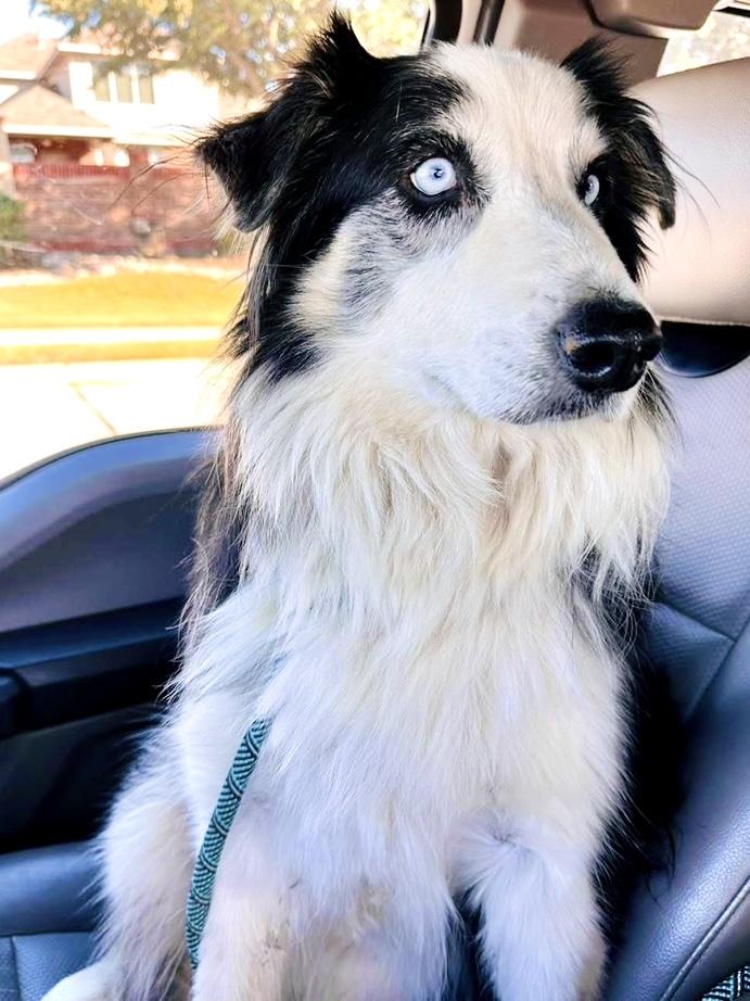 Enlarge ARPH #14646 - Mick, a Adoptable Australian Shepherd in North Richland Hills, TX image 4/5