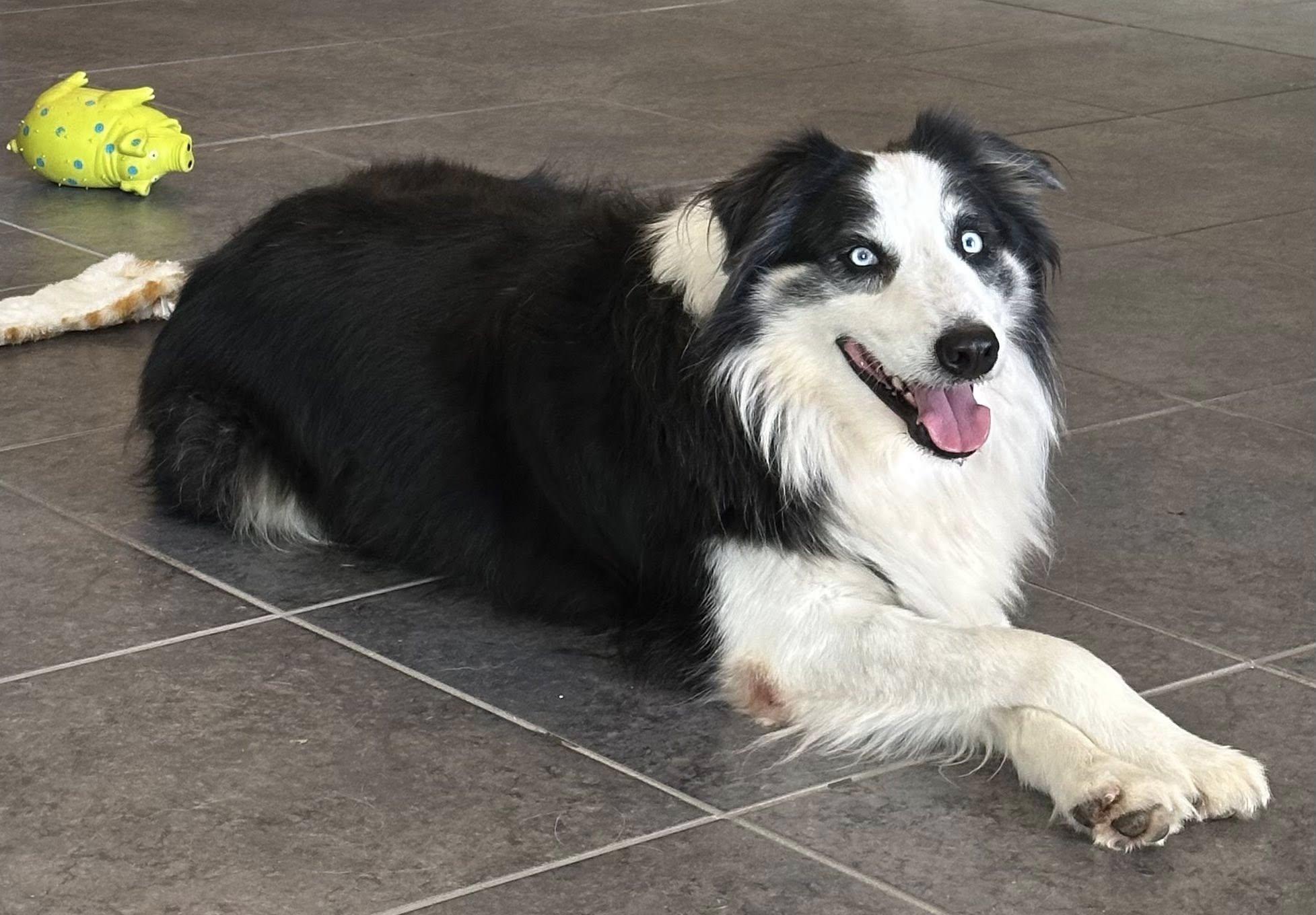 ARPH #14646 - Mick, Adoptable, Adult Male Australian Shepherd.
