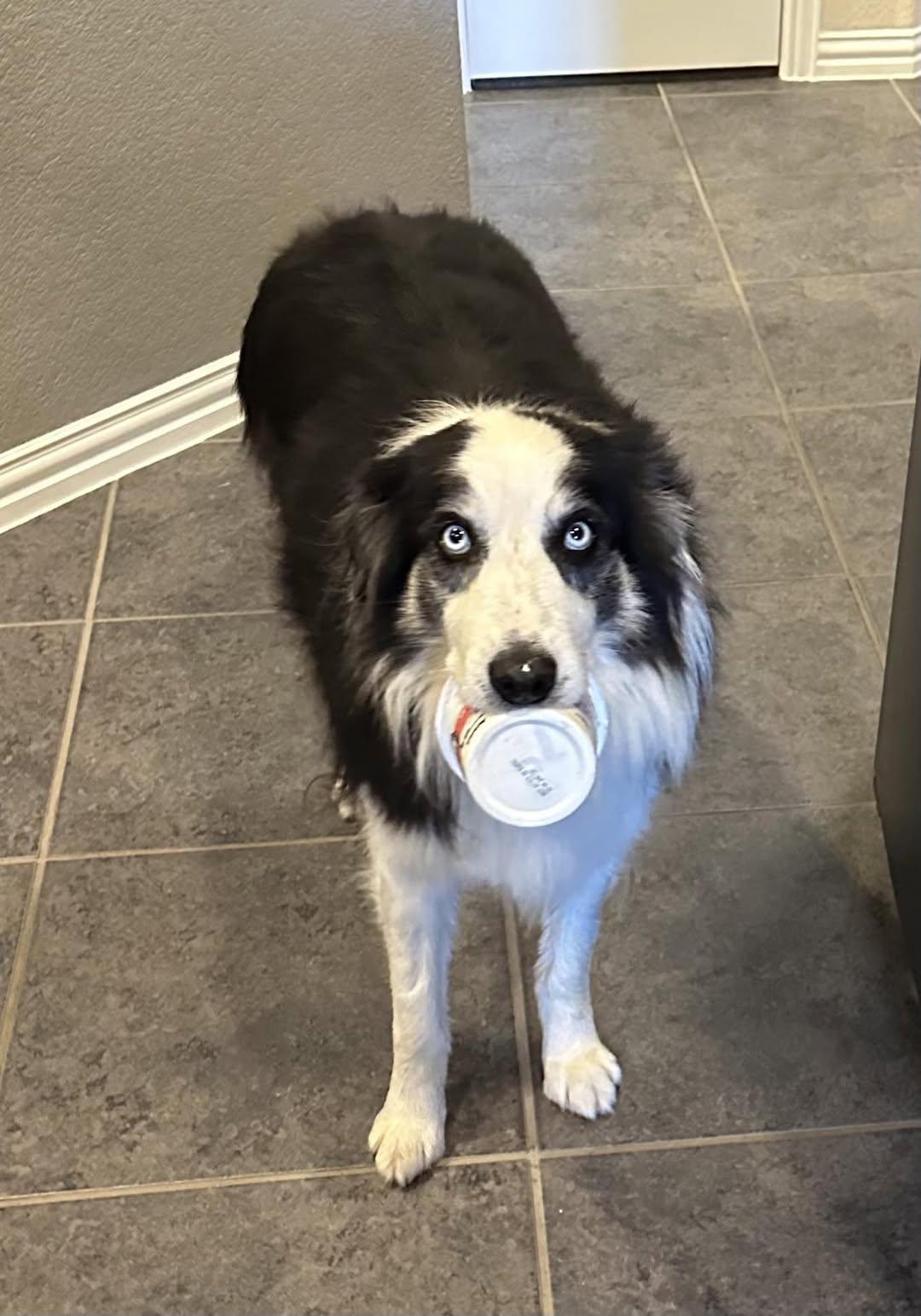 ARPH #14646 - Mick, a Adoptable Australian Shepherd in Bryan, TX image 3/3