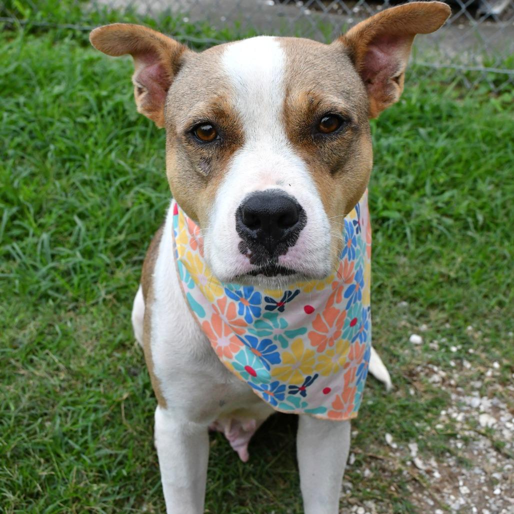 Enlarge Calla, a Adoptable Pit Bull Terrier in Beaumont, TX image 1/6