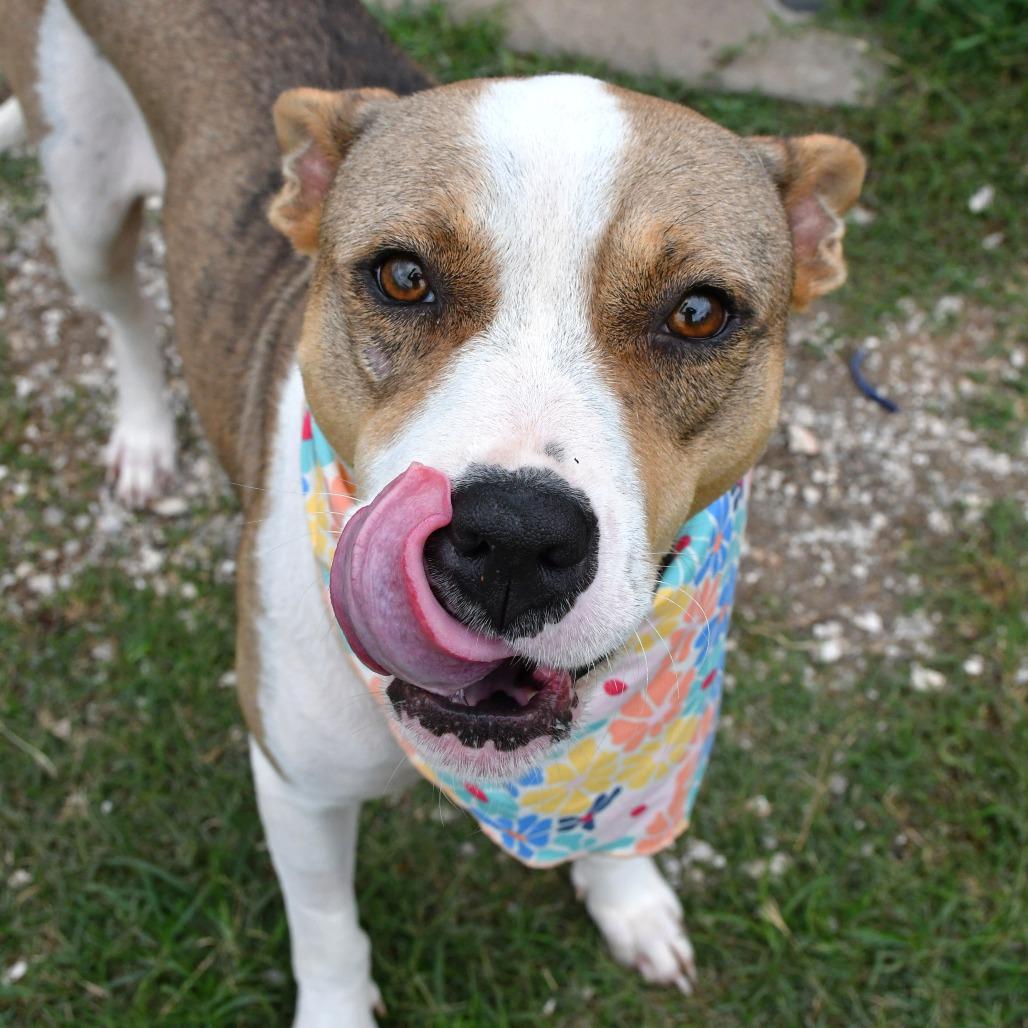 Enlarge Calla, a Adoptable Pit Bull Terrier in Beaumont, TX image 2/6