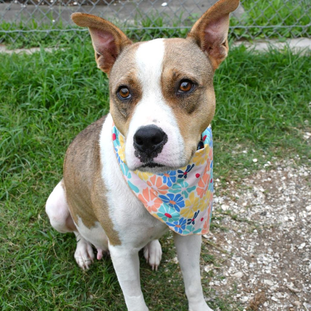 Enlarge Calla, a Adoptable Pit Bull Terrier in Beaumont, TX image 3/6