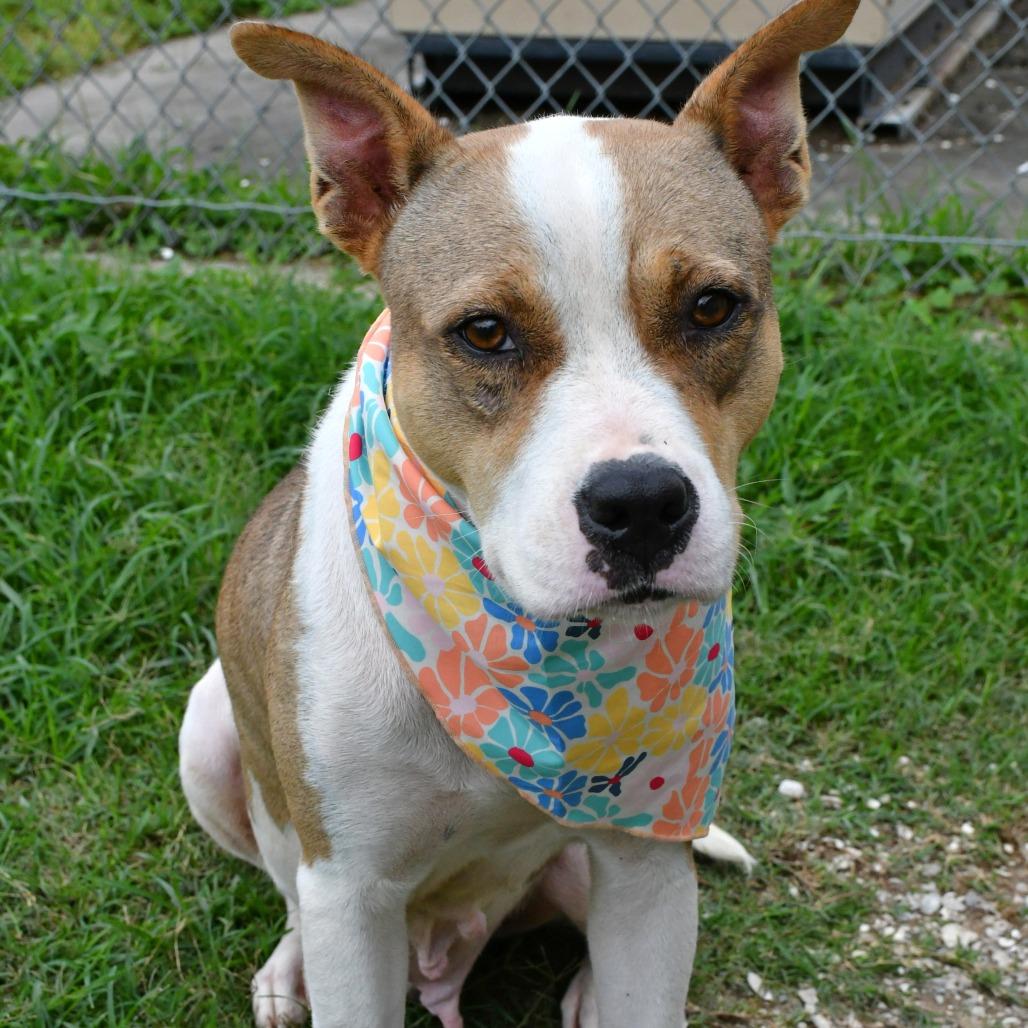 Enlarge Calla, a Adoptable Pit Bull Terrier in Beaumont, TX image 4/6