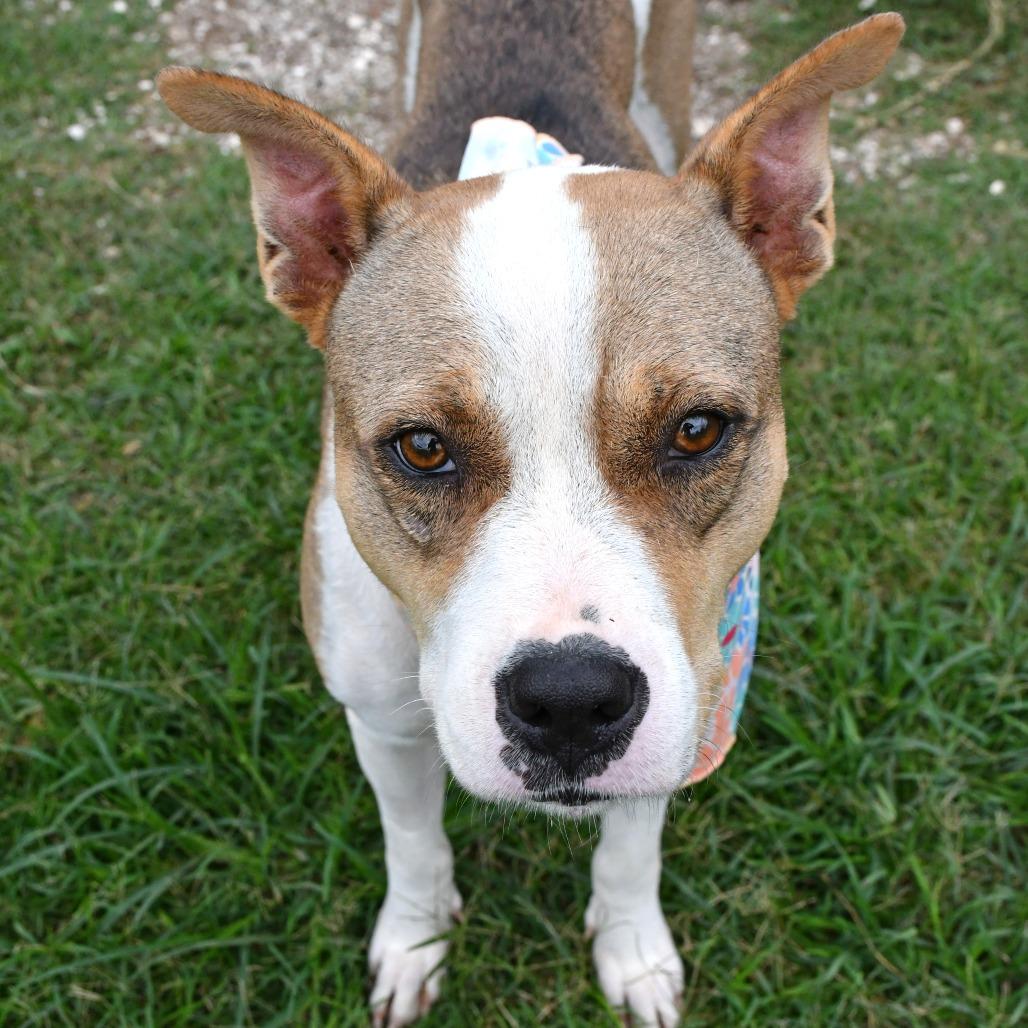 Enlarge Calla, a Adoptable Pit Bull Terrier in Beaumont, TX image 5/6