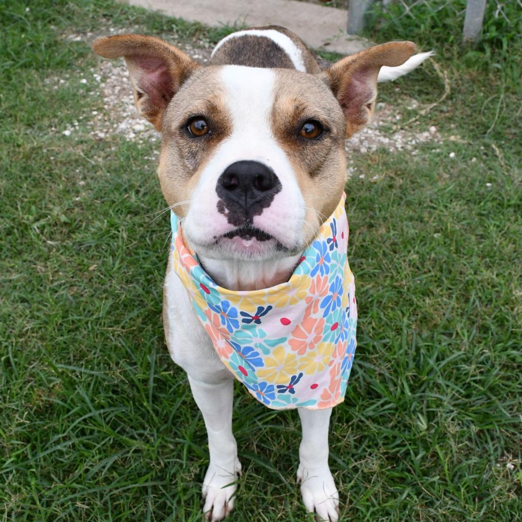 Enlarge Calla, a Adoptable Pit Bull Terrier in Beaumont, TX image 6/6