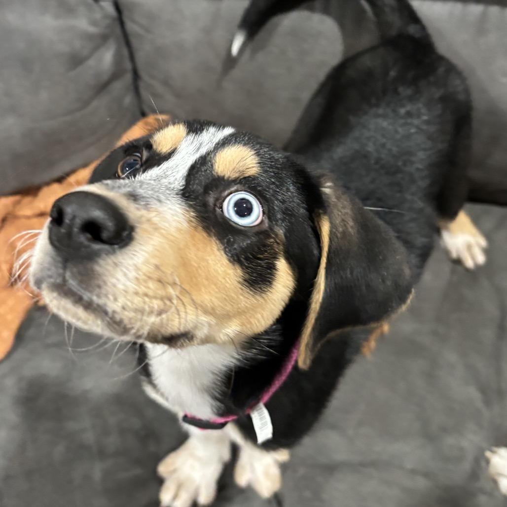 Rayna, Adoptable, Puppy Female Hound.