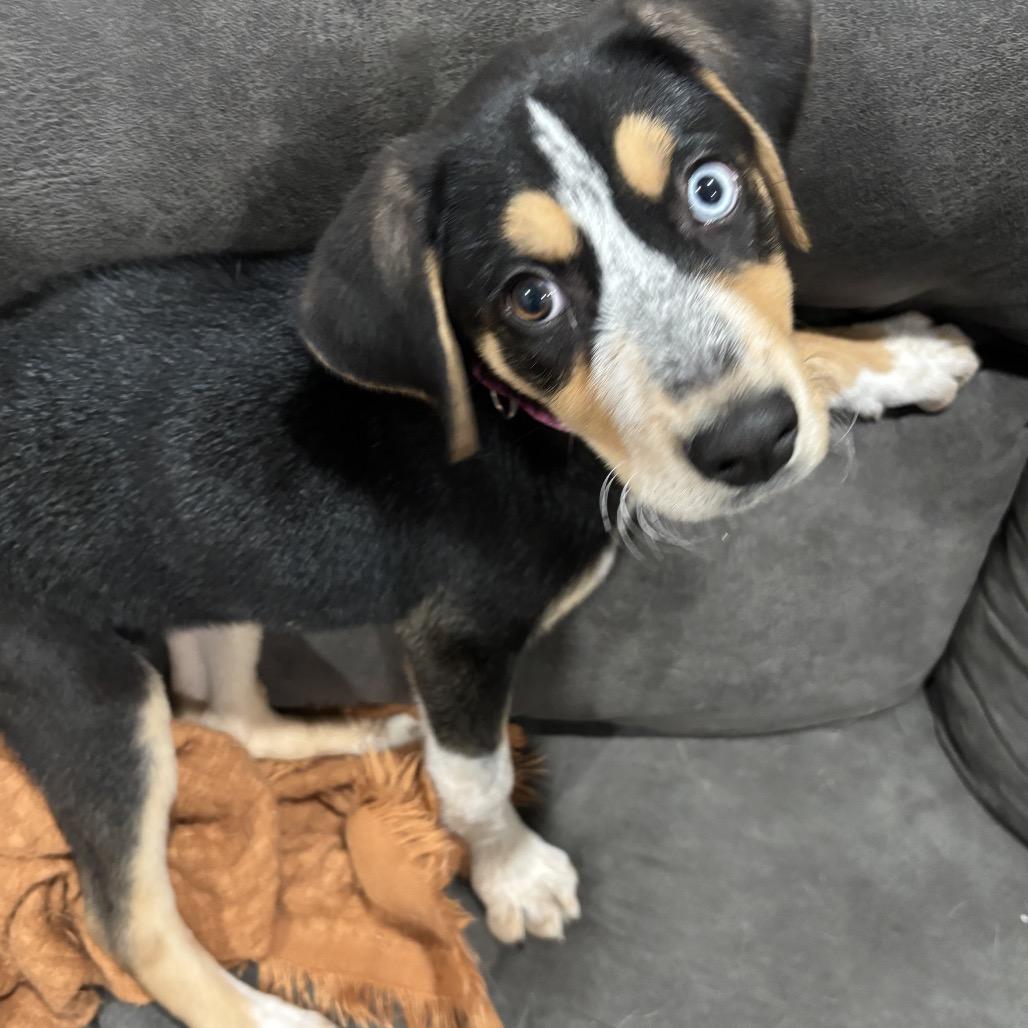 Enlarge Rayna, a Adoptable mixed breed in Tipton, IA image 2/2