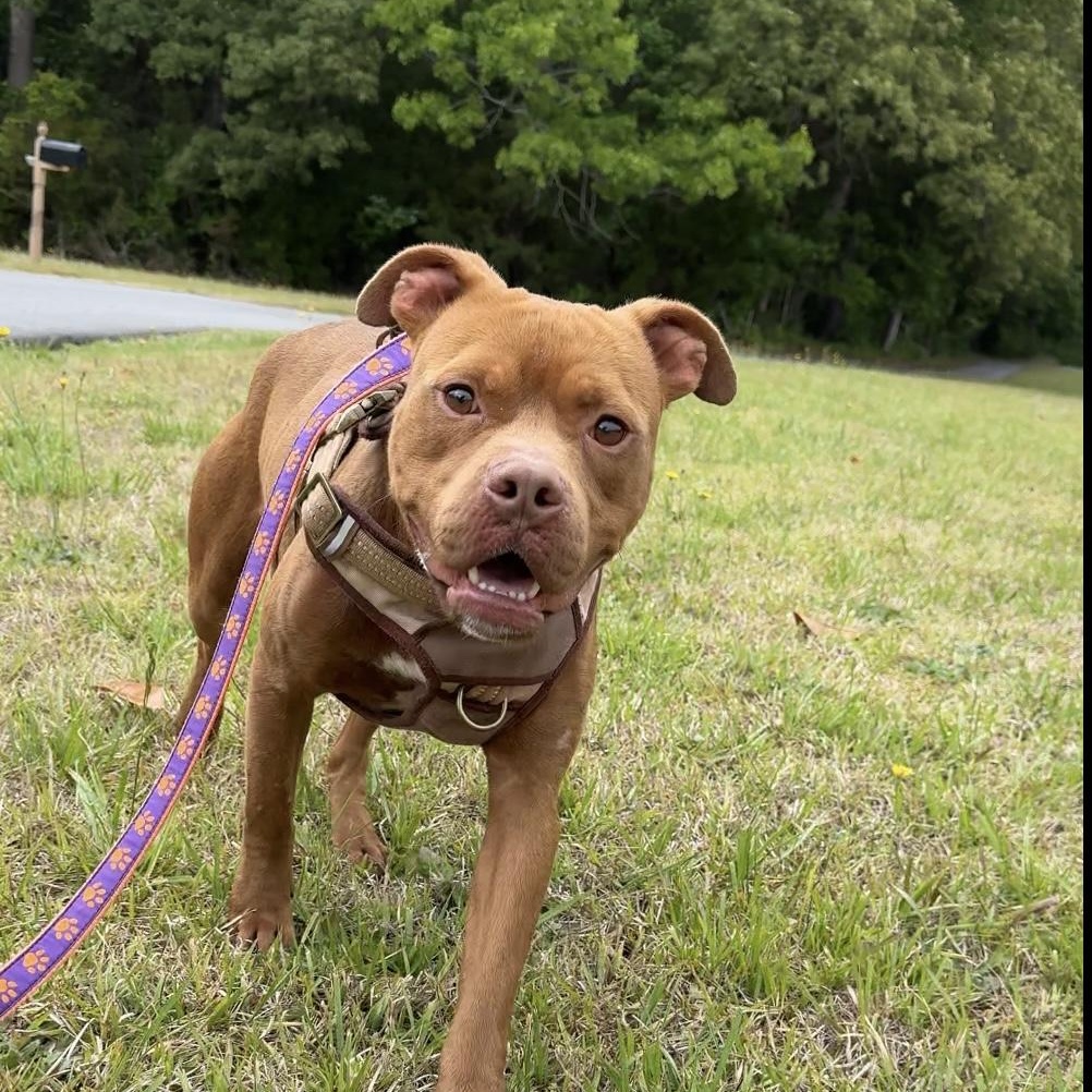Enlarge Gumdrop, a ADOPTABLE mixed breed in Lancaster, SC image 1/1
