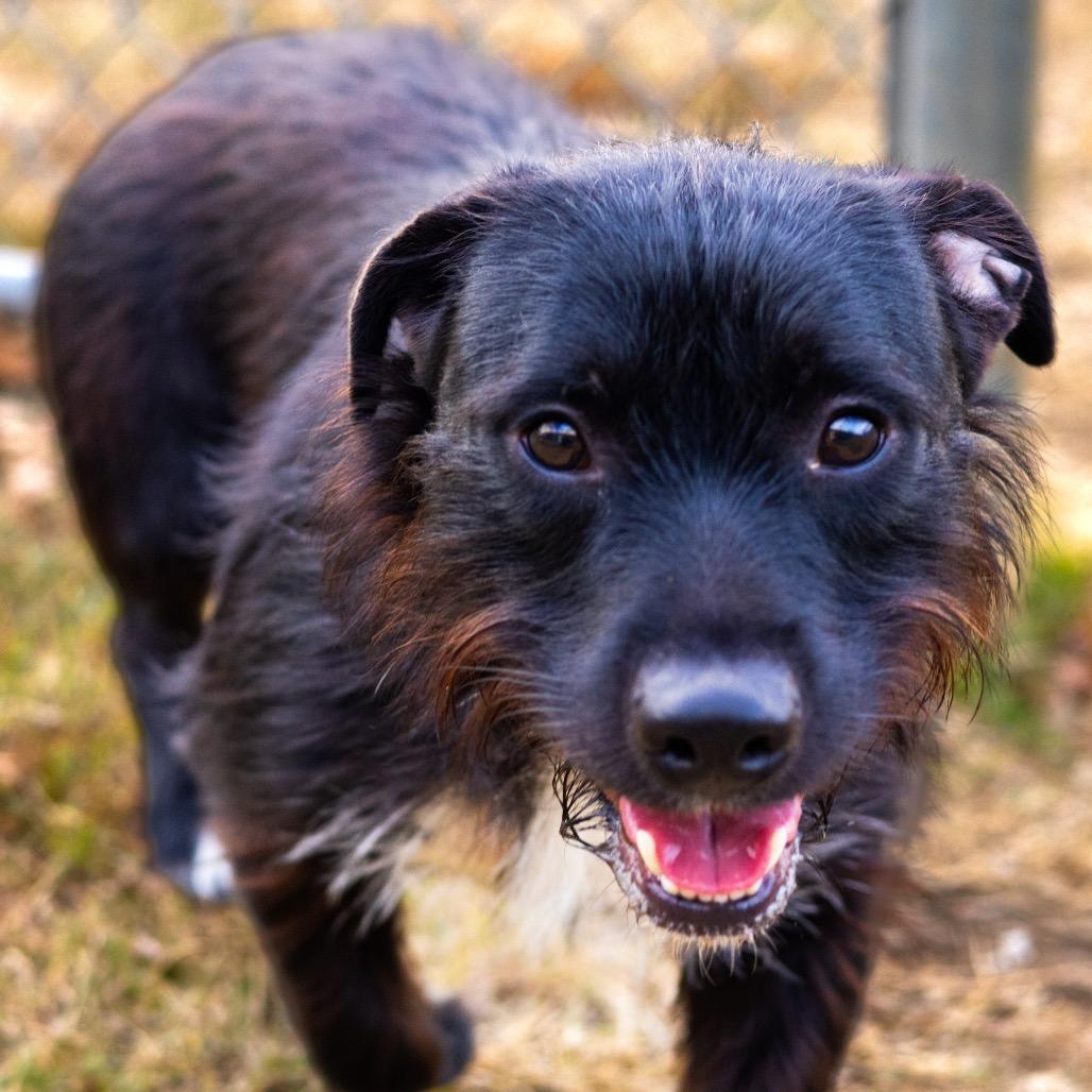 Rodney, Adoptable, Adult Male Schnauzer & Mixed Breed.