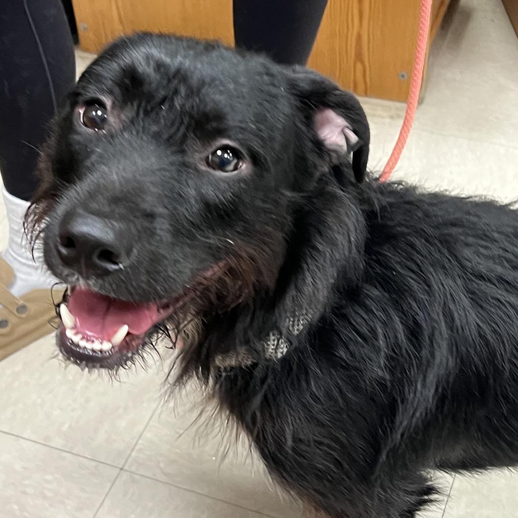Enlarge Rodney, a Adoptable mixed breed in Newark, DE image 2/6