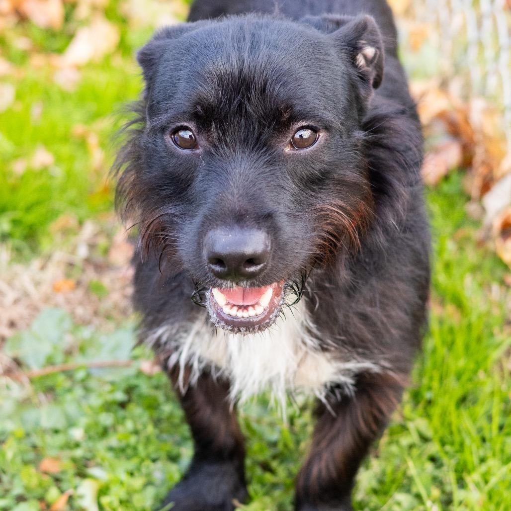 Enlarge Rodney, a Adoptable mixed breed in Newark, DE image 3/6