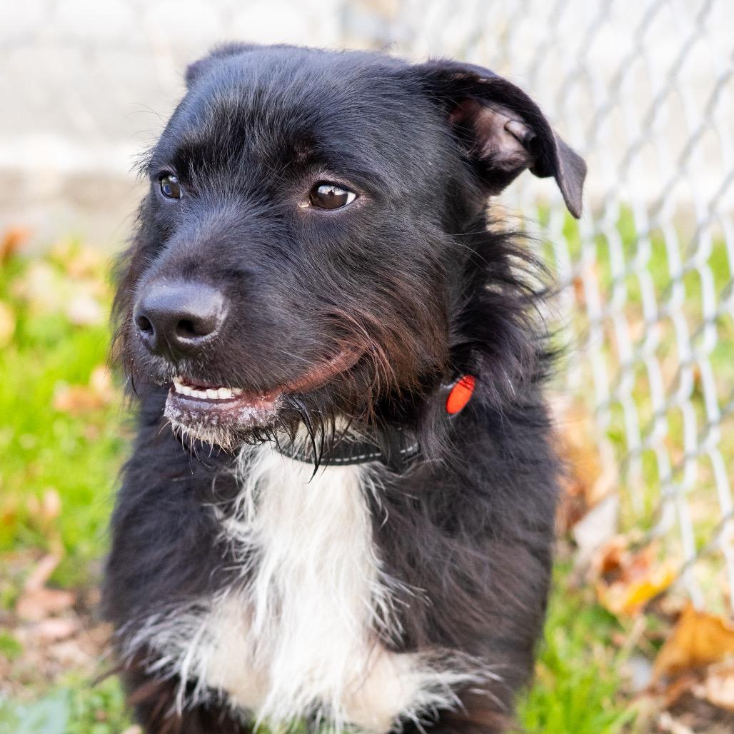 Enlarge Rodney, a Adoptable mixed breed in Newark, DE image 4/6