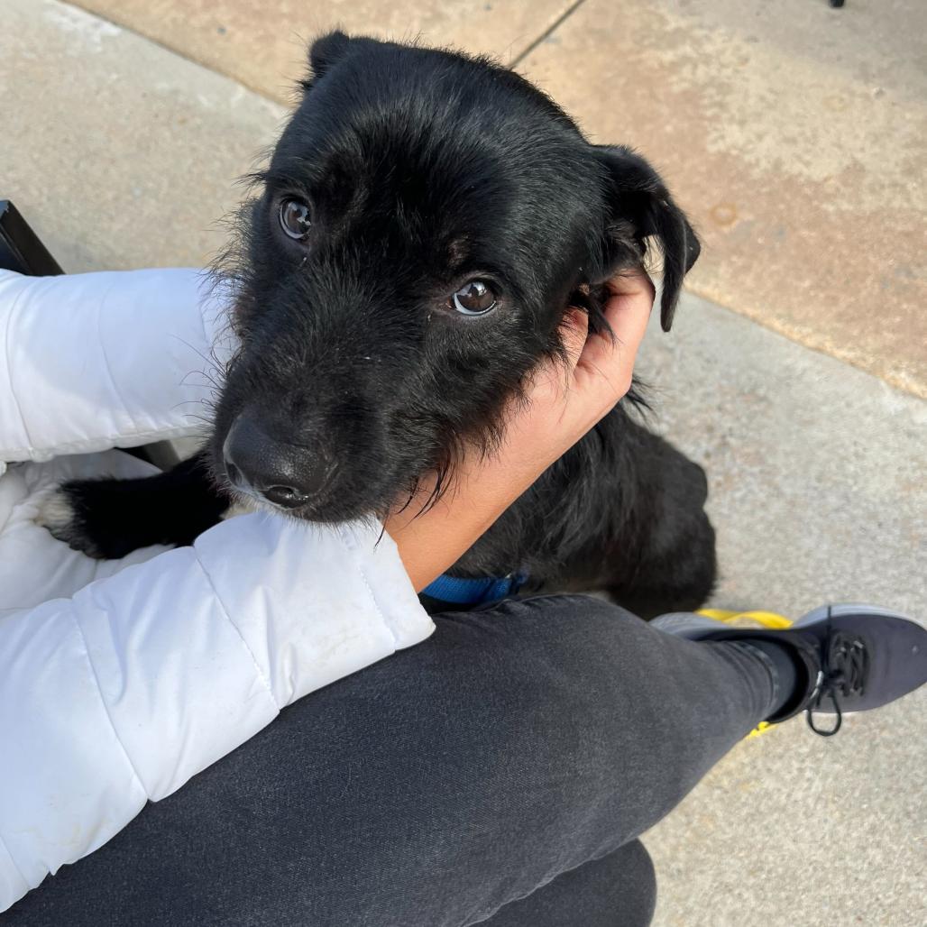 Enlarge Rodney, a Adoptable mixed breed in Newark, DE image 5/6