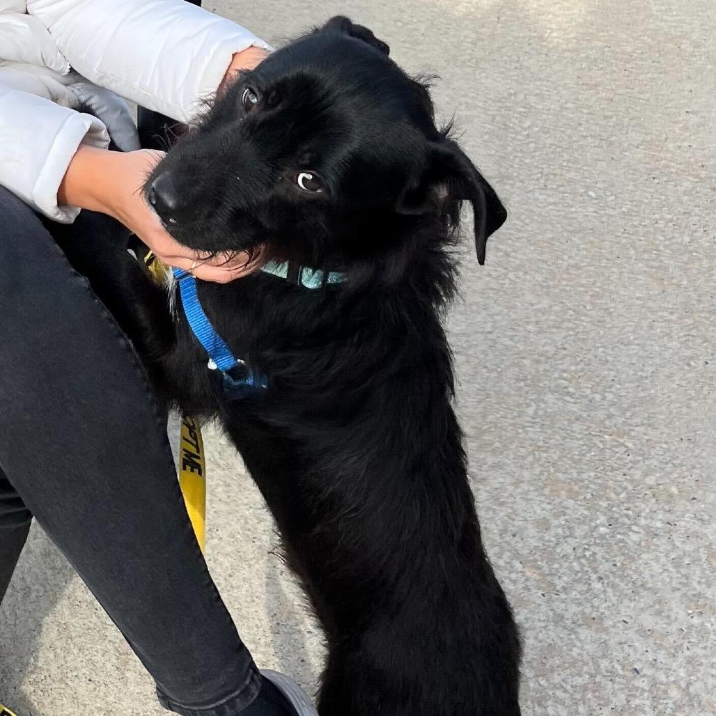 Enlarge Rodney, a Adoptable mixed breed in Newark, DE image 6/6