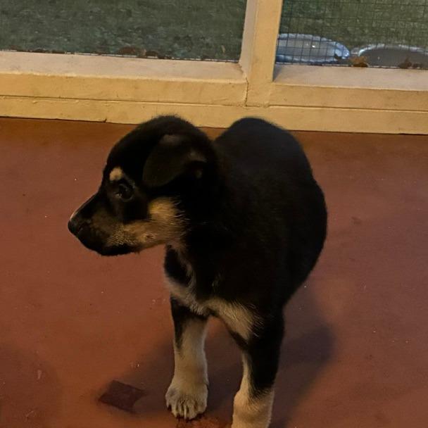 Enlarge Bethany, a Adoptable mixed breed in Austin, TX image 2/6