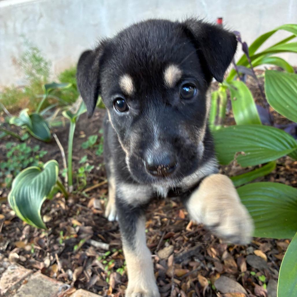 Enlarge Bethany, a Adoptable mixed breed in Austin, TX image 3/6