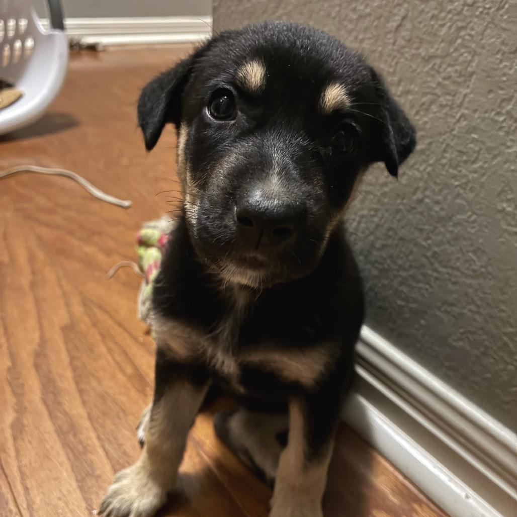 Enlarge Bethany, a Adoptable mixed breed in Austin, TX image 5/6