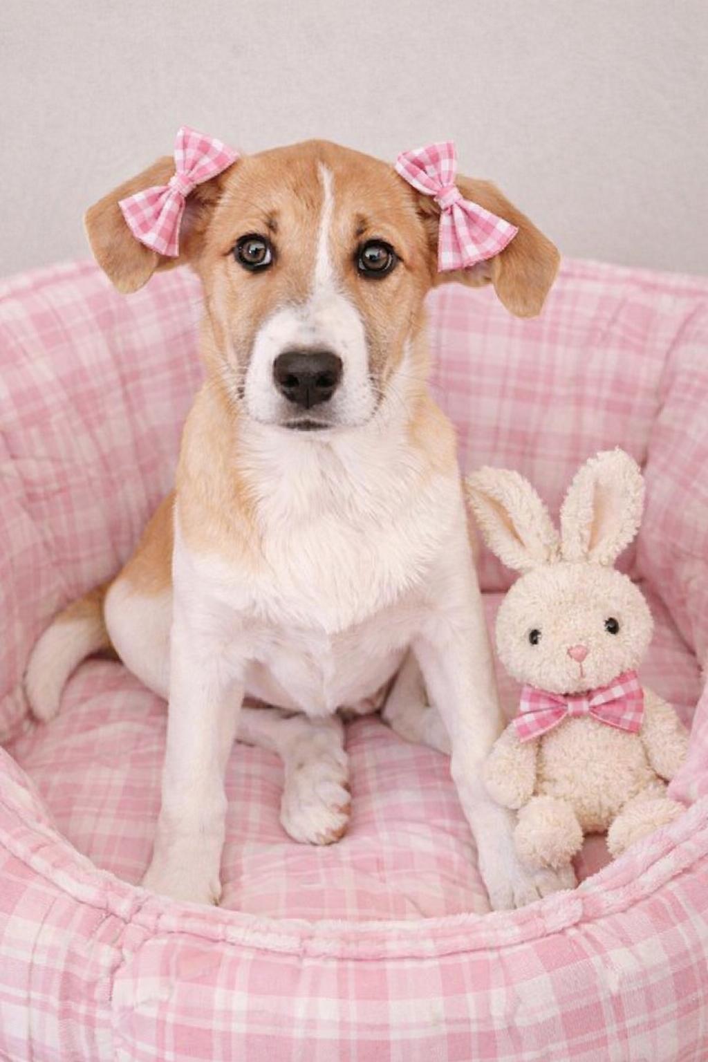 Enlarge Peanut, a Adopted mixed breed in Mount Laurel, NJ image 1/3