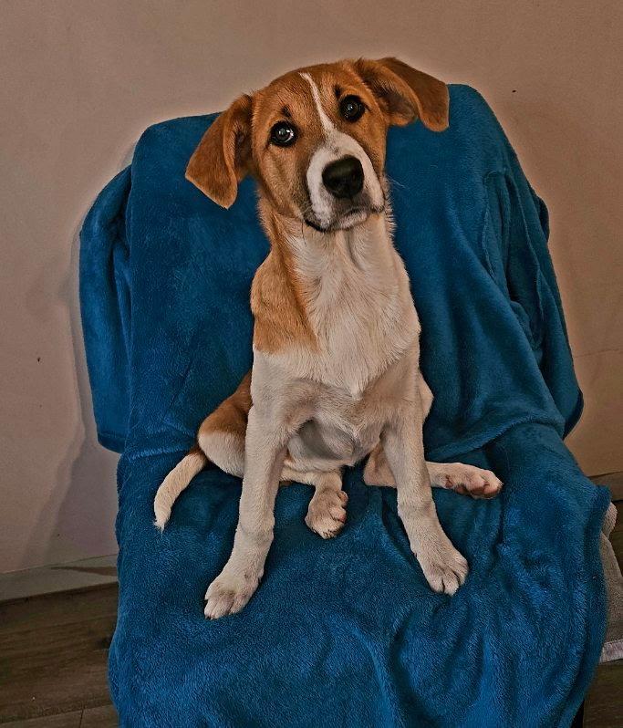 Enlarge Peanut, a Adopted mixed breed in Mount Laurel, NJ image 3/3