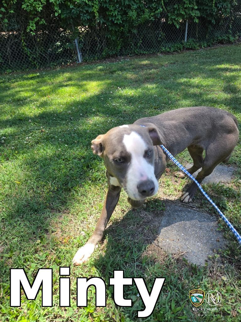Enlarge Minty, a Adoptable Pit Bull Terrier in Rocky Mount, NC image 1/1