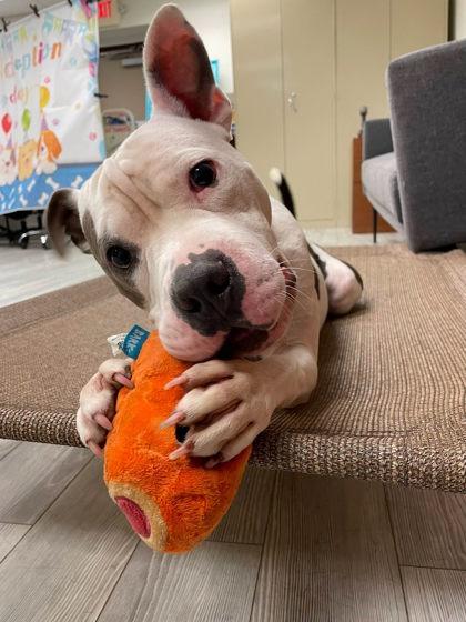 Forest, Adoptable, Adult Male Pit Bull Terrier & Mixed Breed.