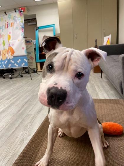 Enlarge Forest, a Adoptable mixed breed in South Bend, IN image 2/3