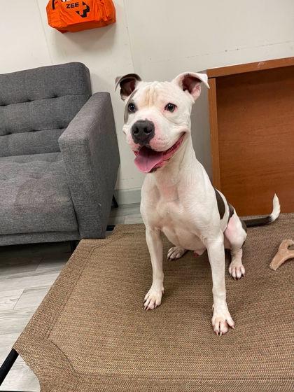 Enlarge Forest, a Adoptable mixed breed in South Bend, IN image 3/3