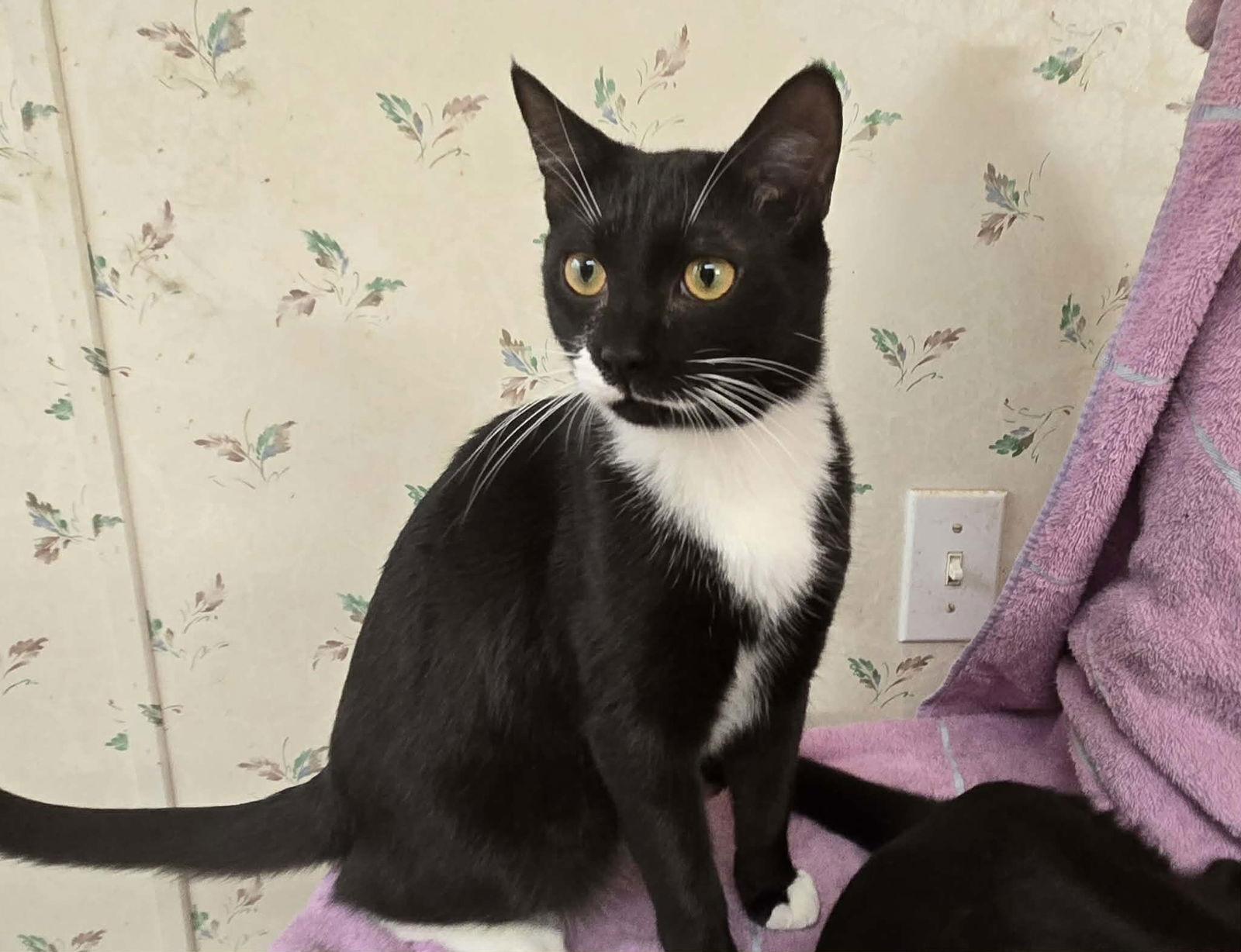 Elvin, Adoptable, Young Male Domestic Short Hair.