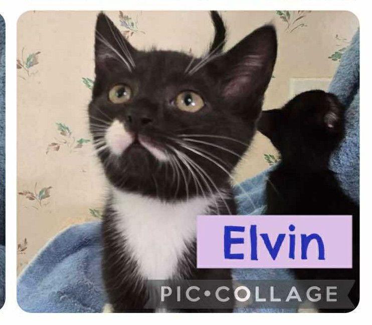 Elvin, Adoptable, Young Male Domestic Short Hair.
