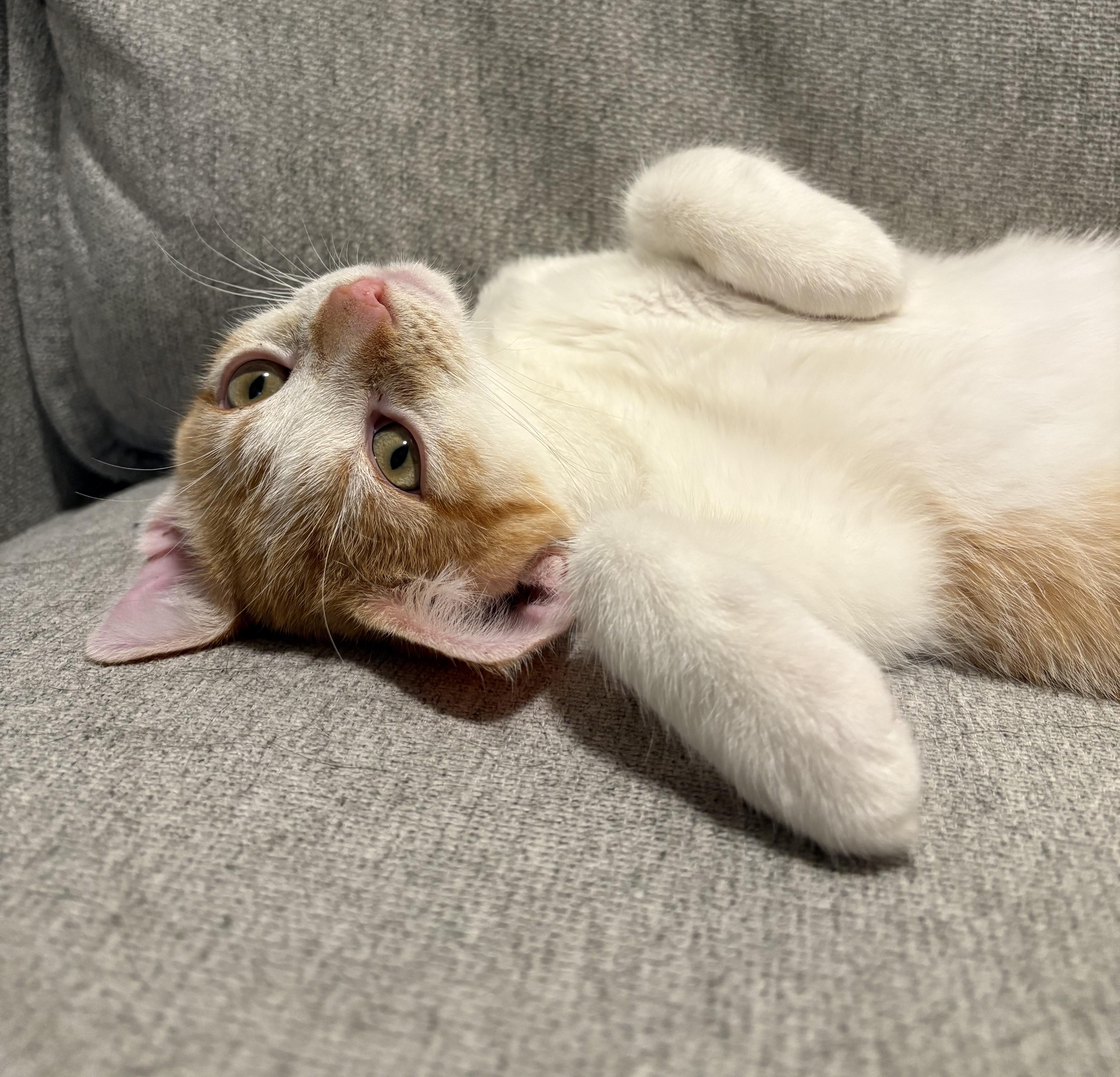 Mac-Playful, Affectionate Snuggler