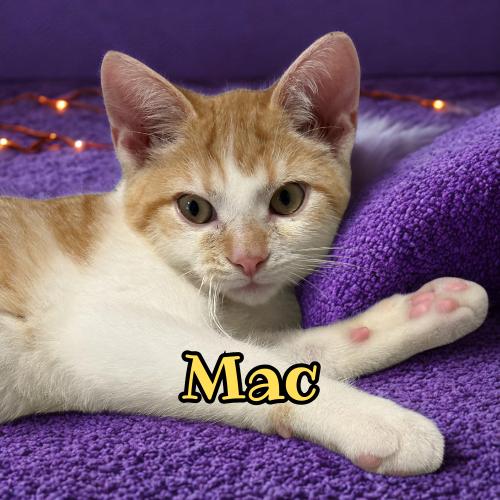 Enlarge Mac-Playful, Affectionate Snuggler, a Adoptable Domestic Short Hair in Laurel, MD image 1/3