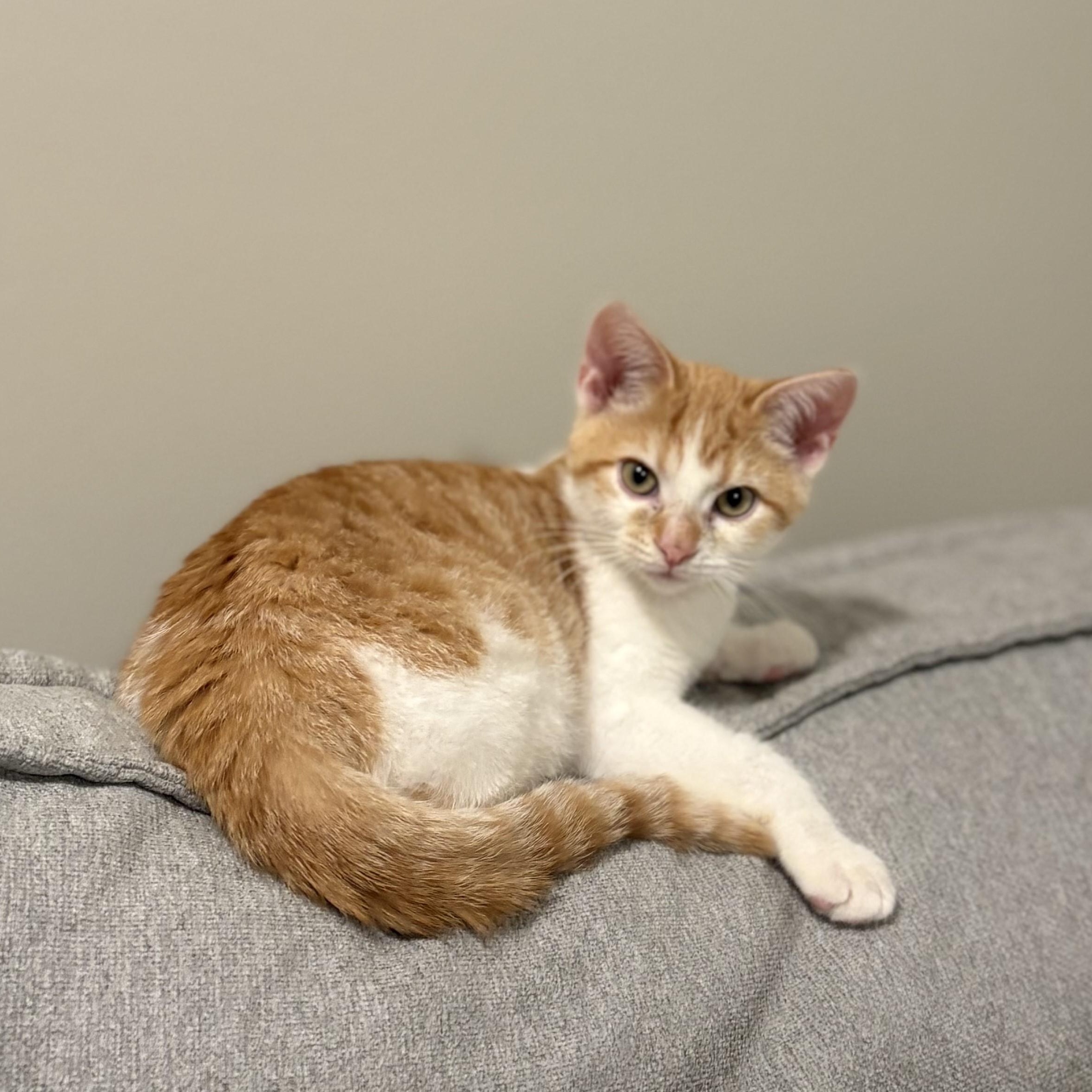 Enlarge Mac-Playful, Affectionate Snuggler, a Adoptable Domestic Short Hair in Laurel, MD image 2/3