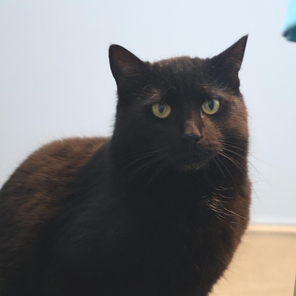 Enlarge iPod *bonded to iPad and Macbook*, a Adoptable Domestic Short Hair in Briarcliff Manor, NY image 1/5