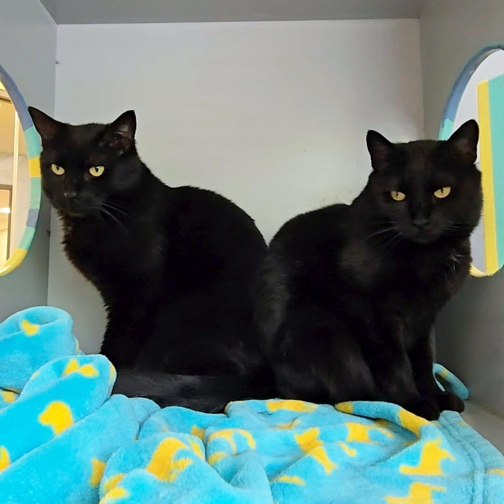 Enlarge iPod *bonded to iPad and Macbook*, a Adoptable Domestic Short Hair in Briarcliff Manor, NY image 2/5